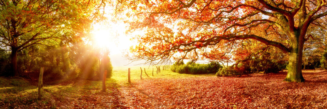 Landschaft im Herbst mit Wald und Wiese bei strahlendem Sonnenschein