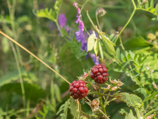 red berries on a bush