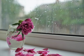 Withered bouquet of flowers on a windowsill, a cracked window, wet from the rain. Loneliness and...