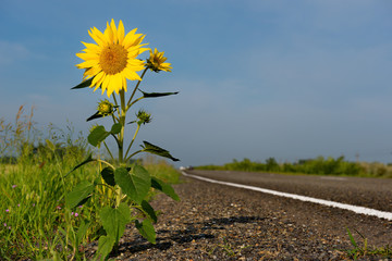 Russia. Altai territory. Road Petrozavodsk-Kulunda on the vast fields planted with sunflowers and wheat.