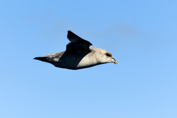 Fulmar boréal,  Pétrel fulmar, .Fulmarus glacialis, Northern Fulmar