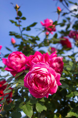 ケルナー・フローラ　バラ