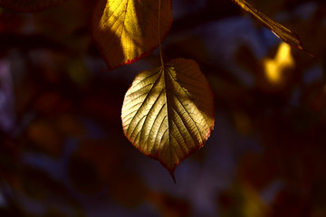 A ray of sunshine falls on a yellow leaf. Yellow leaves on a side background. A concept of natural beauty. Free space.