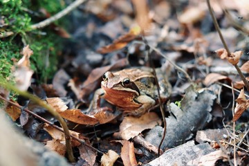Frog