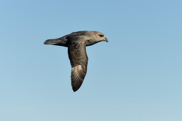 Fulmar boréal,  Pétrel fulmar, .Fulmarus glacialis, Northern Fulmar