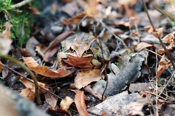 Frog 2