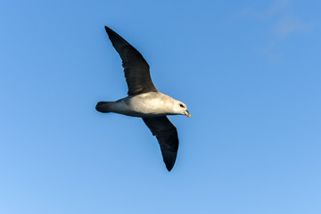 Fulmar boréal,  Pétrel fulmar, .Fulmarus glacialis, Northern Fulmar