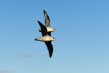 Fulmar boréal,  Pétrel fulmar, .Fulmarus glacialis, Northern Fulmar