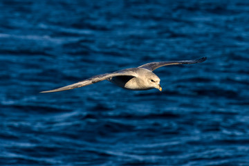 Fulmar boréal,  Pétrel fulmar, .Fulmarus glacialis, Northern Fulmar