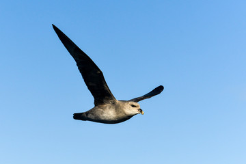 Fulmar boréal,  Pétrel fulmar, .Fulmarus glacialis, Northern Fulmar