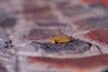 One yellow leaf on a stone surface. Side view, horizontal. Concept of natural beauty. Free space.