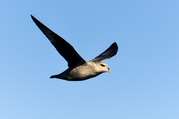 Fulmar boréal,  Pétrel fulmar, .Fulmarus glacialis, Northern Fulmar