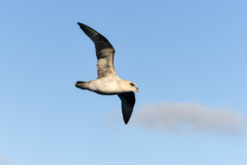 Fulmar boréal,  Pétrel fulmar, .Fulmarus glacialis, Northern Fulmar