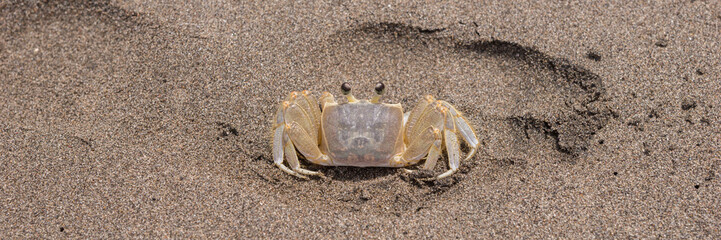 Panoramic picture from the crab on the sandy beach