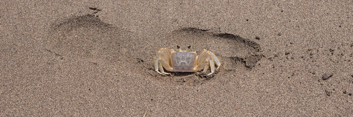 Panoramic picture from the crab on the sandy beach
