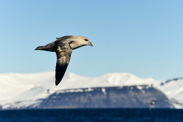 Fulmar boréal,  Pétrel fulmar, .Fulmarus glacialis, Northern Fulmar, Spitzberg
