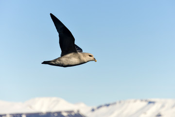 Fulmar boréal,  Pétrel fulmar, .Fulmarus glacialis, Northern Fulmar, Spitzberg