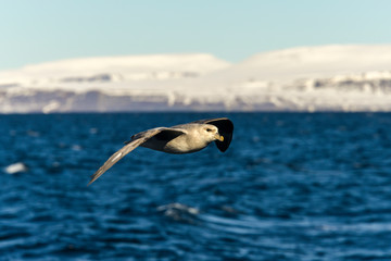 Fulmar boréal,  Pétrel fulmar, .Fulmarus glacialis, Northern Fulmar, Spitzberg