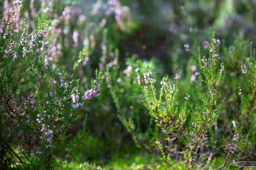 Heather bushes in the forest. Sunny day. Blooming forest flowers.