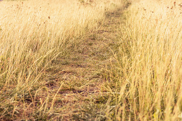Path in the field at sunset in the evening, closeup