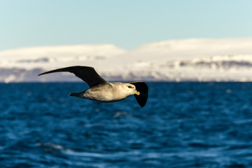 Fulmar boréal,  Pétrel fulmar, .Fulmarus glacialis, Northern Fulmar, Spitzberg