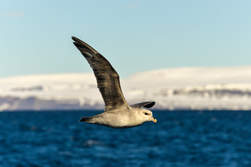 Fototapeta premium Fulmar boréal, Pétrel fulmar, .Fulmarus glacialis, Northern Fulmar, Spitzberg