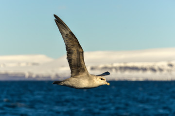 Fulmar boréal,  Pétrel fulmar, .Fulmarus glacialis, Northern Fulmar, Spitzberg