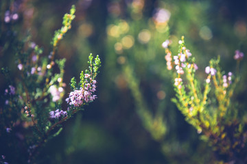 Heather bushes in the forest. Sunny day. Blooming forest flowers.