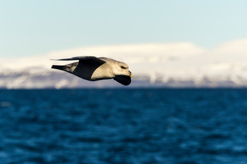 Fulmar boréal,  Pétrel fulmar, .Fulmarus glacialis, Northern Fulmar, Spitzberg