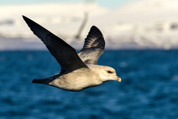 Fulmar boréal,  Pétrel fulmar, .Fulmarus glacialis, Northern Fulmar, Spitzberg