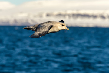 Fulmar boréal,  Pétrel fulmar, .Fulmarus glacialis, Northern Fulmar, Spitzberg