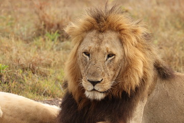 Male lion resting face closeup, Masai Mara National Park, Kenya.