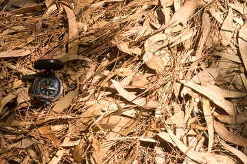 Compass among dry leaves