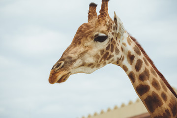 Naklejka na ściany i meble Giraffe. Giraffe head on sky background close-up