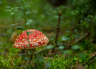 Mushroom fly agaric in pine forests.Poisonous mushroom.