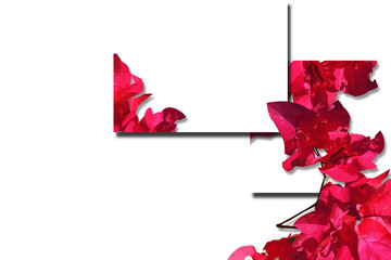 illustration design using red and pink flower elements, with a plain abstract background, simple and modern
