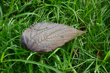 leaf  with water drops of morning dew