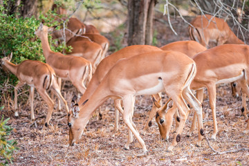 Impala Waterbock Antilope in South Africa Kruger National Park eating and walking while observed by Safari adventure tourists, on a game reserve in the savanah full with African wildlife the big five