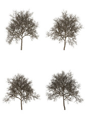 The tree without leaves on white background. Dead perennial tree , 3d illustration and clipping path..