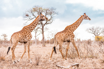 Giraffe in South Africa Kruger National Park eating and walking while observed by Safari adventure tourists, on a game reserve in the savanah full with African wildlife and the big five