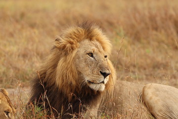 Naklejka na ściany i meble Male lion face closeup, Masai Mara National Park, Kenya.