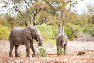 Obraz premium Elephant family with young animals in the Kruger National Park in South Africa staying together near a water hole observed from Safari adventure tourists
