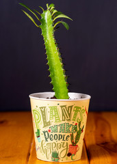 Potted cactus