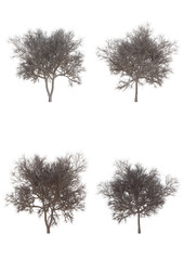 The tree without leaves on white background. Dead perennial tree , 3d illustration and clipping path..