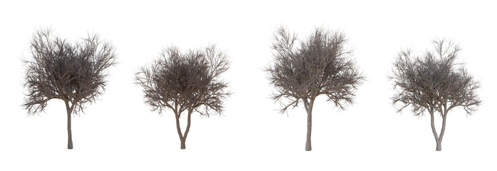 The tree without leaves on white background. Dead perennial tree , 3d illustration and clipping path..