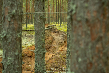 Prevention of forest fires. Protection of forests from fires.