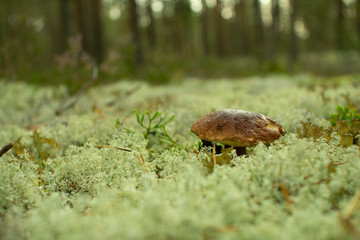 White mushroom in a pine forest.