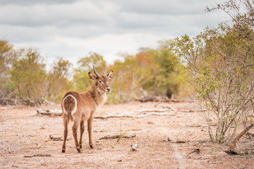 Impala Waterbock Antilope in South Africa Kruger National Park eating and walking while observed by Safari adventure tourists, on a game reserve in the savanah full with African wildlife the big five