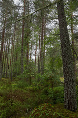 Obraz premium Die nördlichen Highlands von Schottland