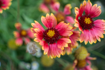 Fototapeta premium red-yellow flower.